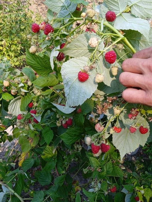 Продам саджанці малини Зюгана