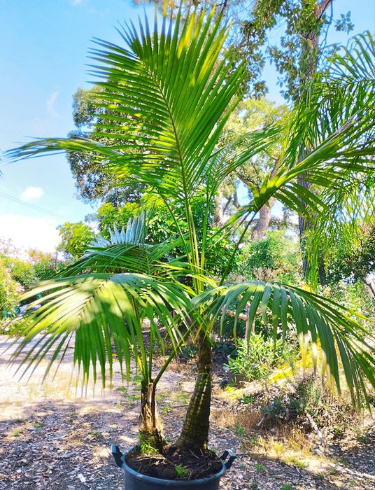 Palmeiras int/ exterior Kentia ou Howea forsteriana