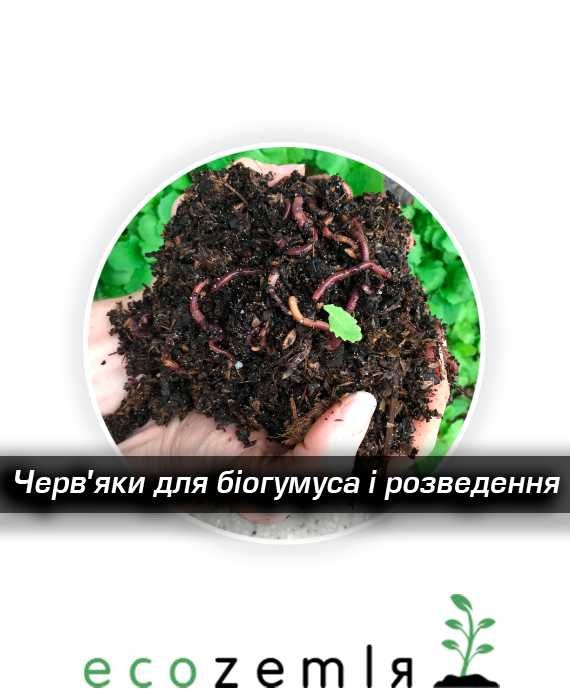 Сім'я 1500шт Черви для біогумусу та рибалки Старатель як каліфорнійскі