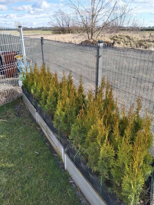 Tuja Szmaragd 25-30cm i 60-75cm