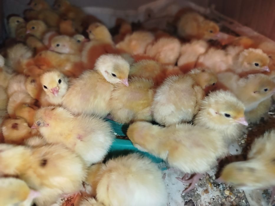 Перепілки маленькі техаська