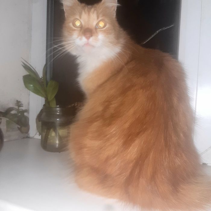 Віддам в добрі руки