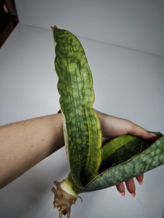 Sansevieria Mafinga Es849 var