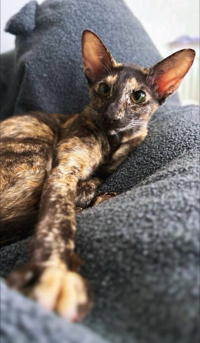 Ориентал кошка Лиловая сил-поинт