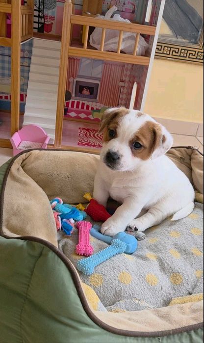 Джек Рассел тер'єр з документами клубу КСУ