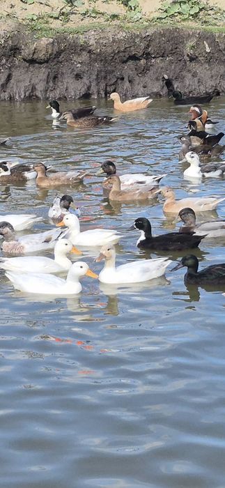 Call duck ( kaczki )