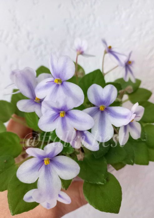 Фіалки химери міні та стандарти