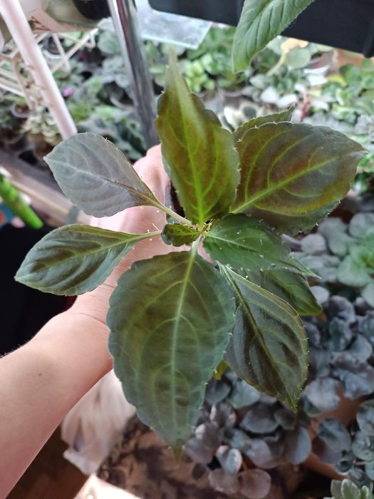 Бальзамін махровий