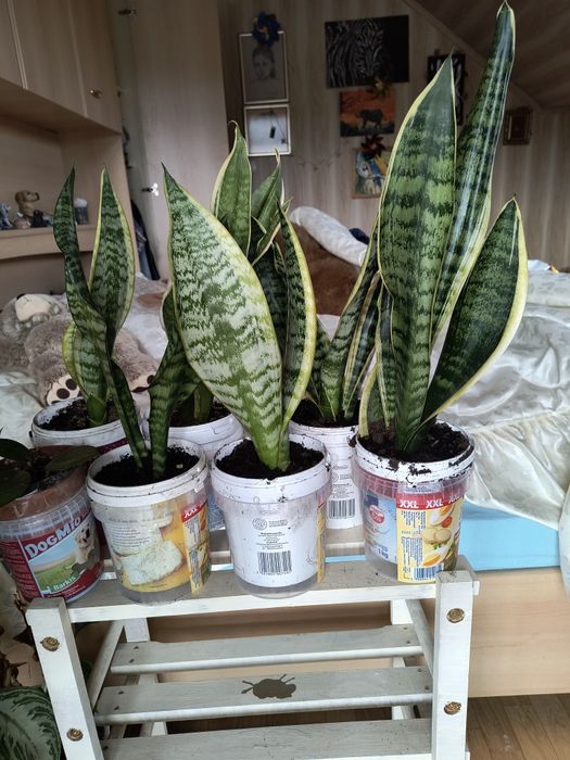 SenSansewiery szable, język teściowej.