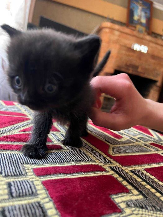Отдам котят БЕЗПЛАТНО !