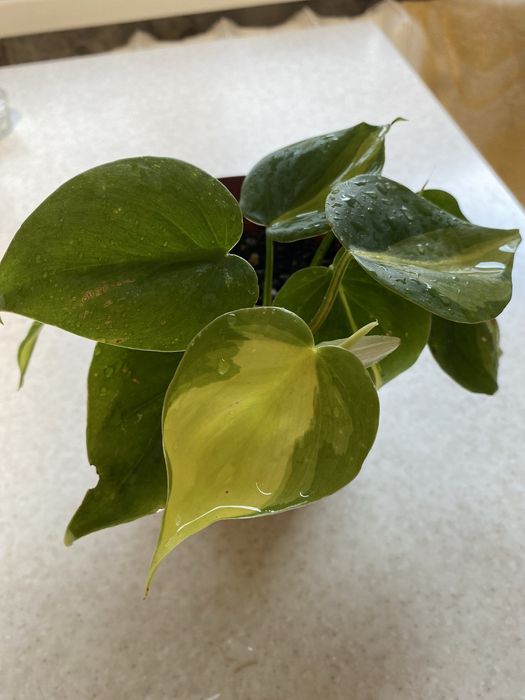 Філадендрон Бразіл , епіпремнум Неон