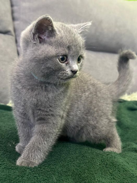 Kot brytyjski NIEBIESKI