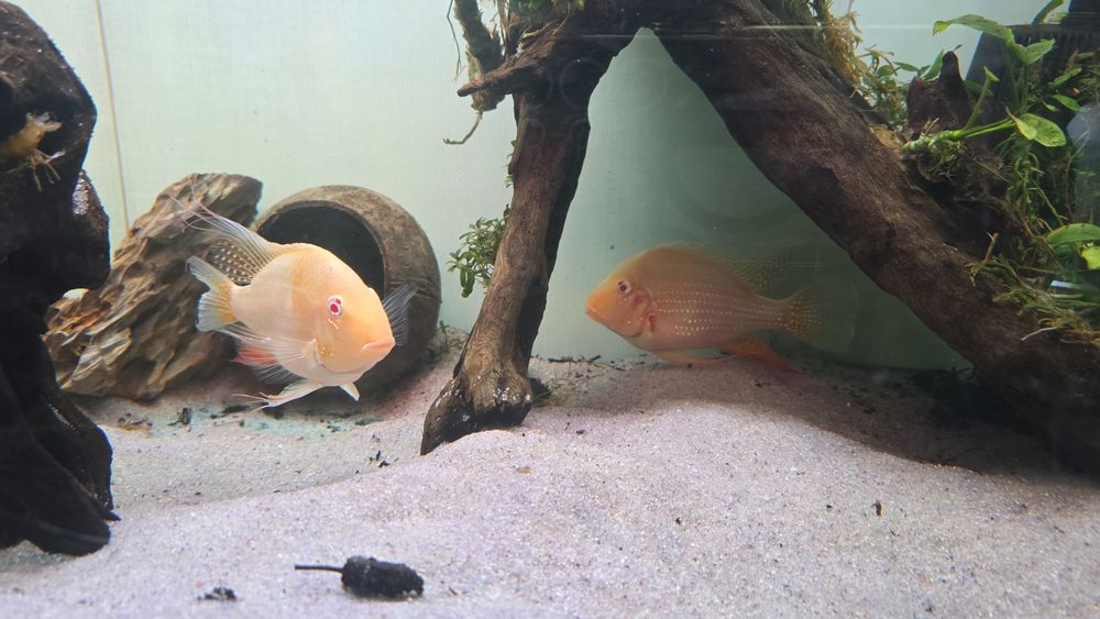 Heckelii albino casal