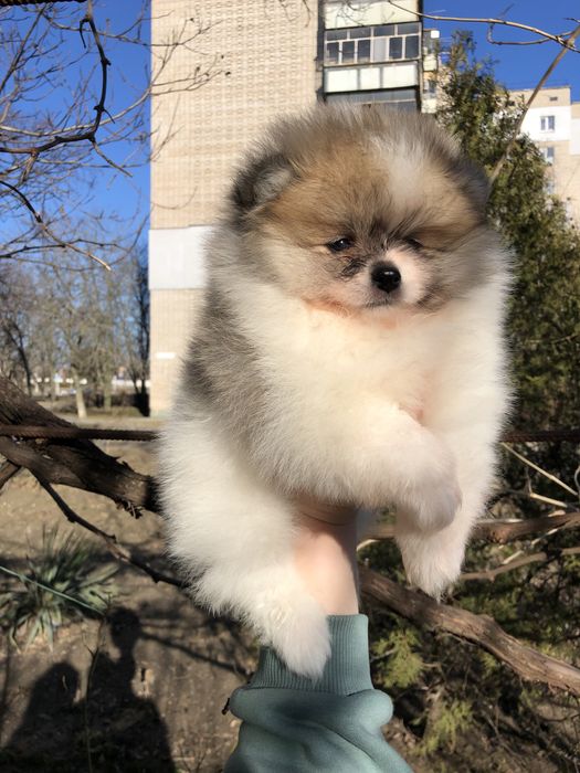 Шпиц мишка мальчик