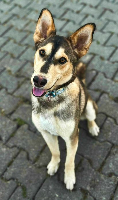 Aktywny Lenon do adopcji!