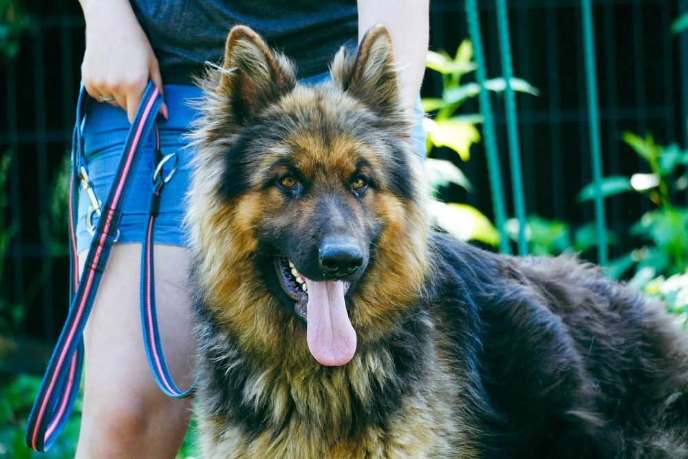 Leon - piękny pies w typie owczarek niemiecki