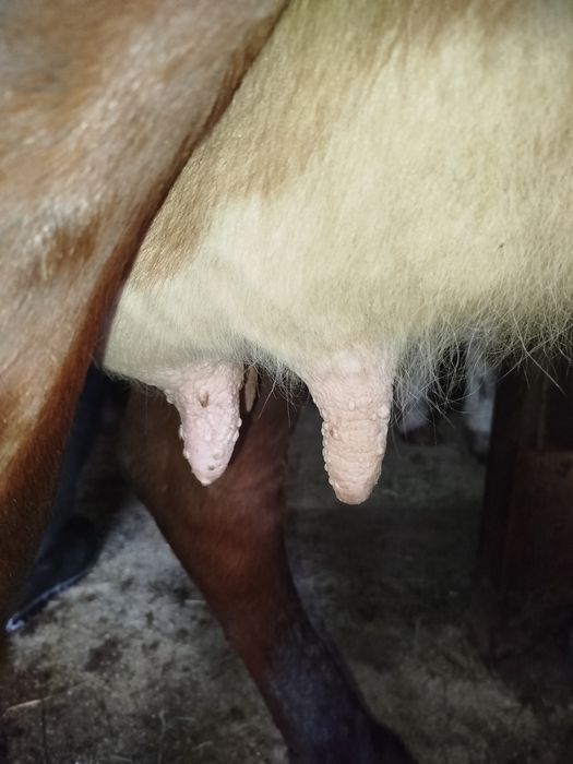 Продам молоду корову калинка