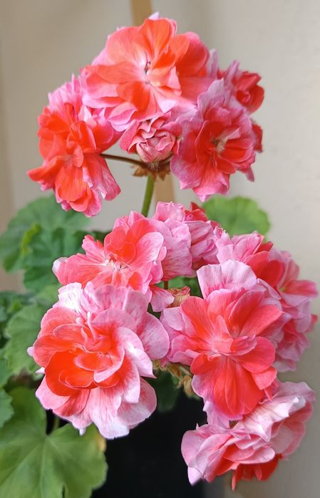 Pelargonie kolekcjonerskie