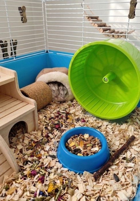 Ratinhos pequenos