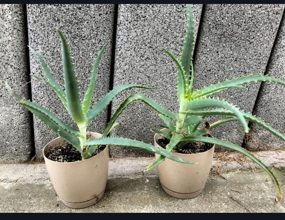 Kwiat / kwiatek - Aloe arborescens (aloes drzewiasty)