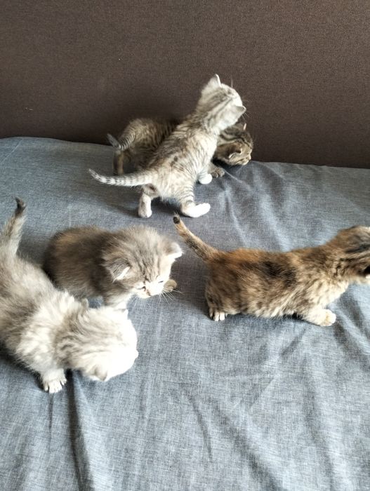 Шотландські висловухі кошенята