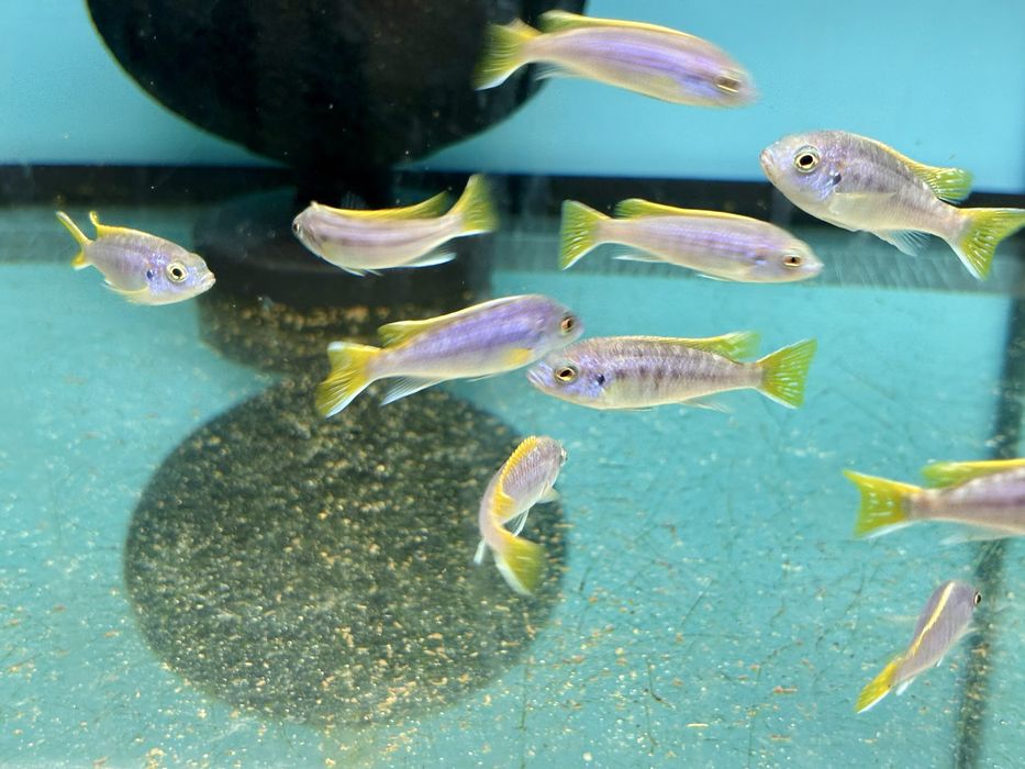 Pseudotropheus Acei Luwala pyszczaki , pielęgnice afrykańskie Malawian