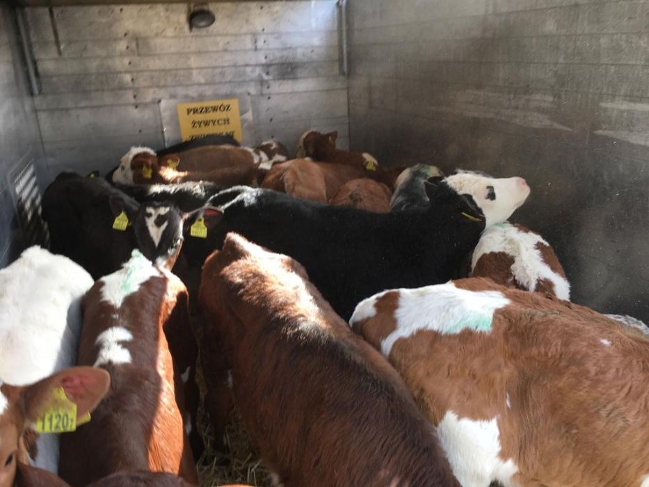 Cielęta byczki - Transport gratis