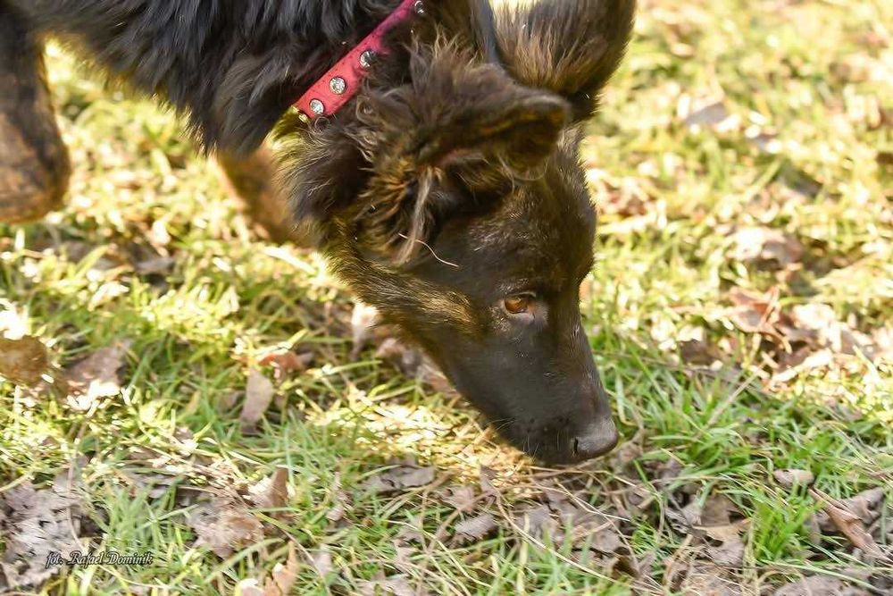 Cudowna Atena szuka domu!