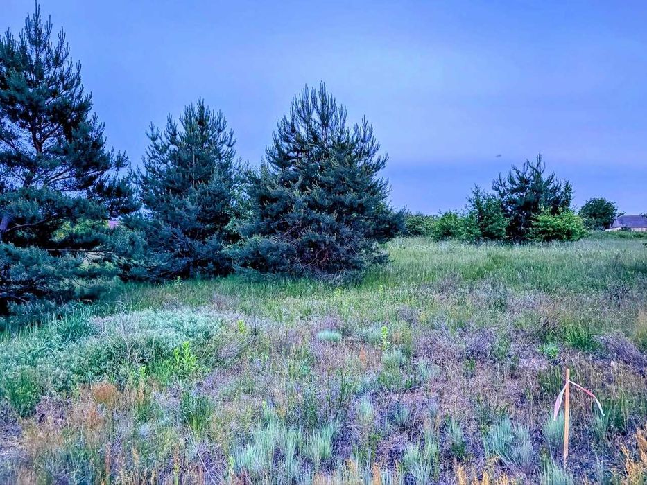 Ділянка с соснами 6 сот с. Білогородка - View 4