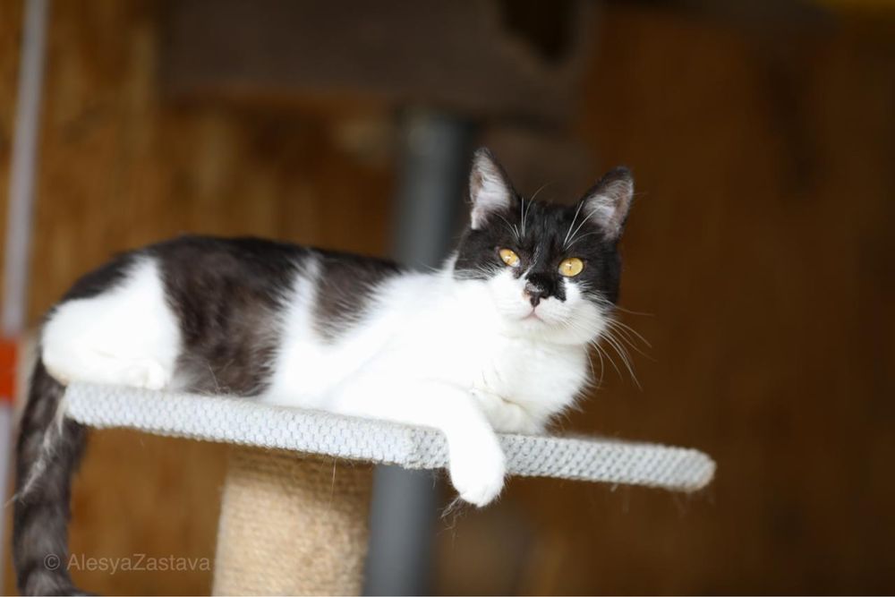 Котенок Пакко 1 год., маленький красивый котик, кот