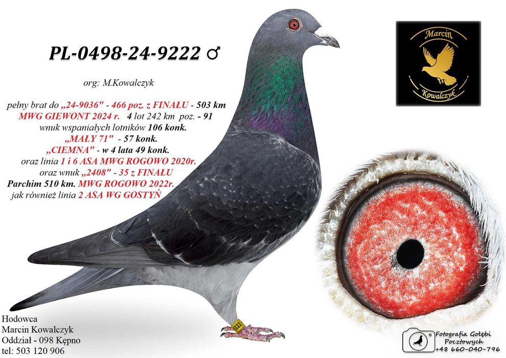 gołębie pocztowe prawnuk 20345 w 4 lata 49 konk.