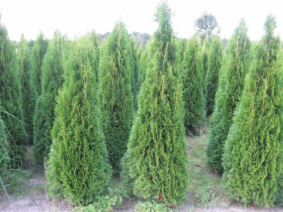 THUJA TUJA Szmaragd na żywopłot do 220cm PROMOCJA