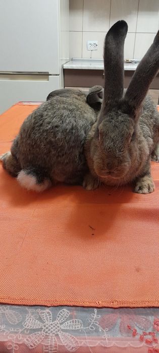 Кролики Фландер,