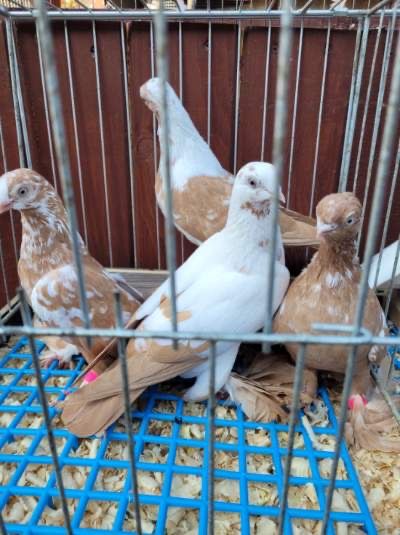 Gołębie wydymki żółte