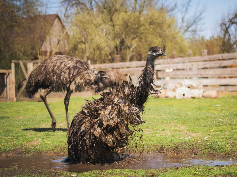Emu dwie pary seksowane