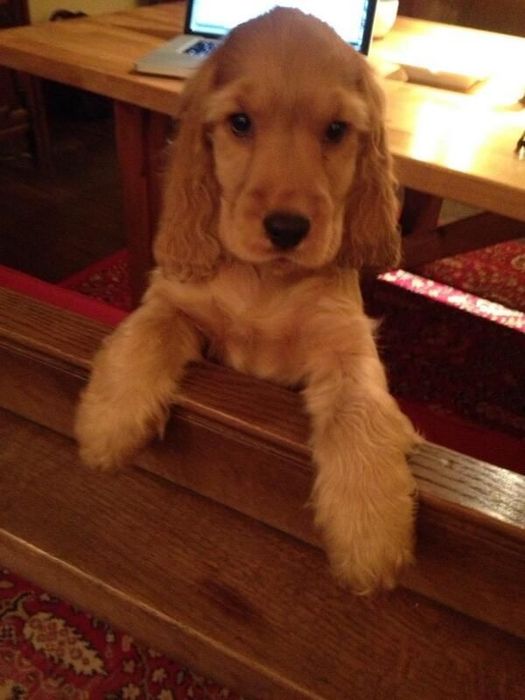 Ніжні та розумні спанієлі для люблячої родини