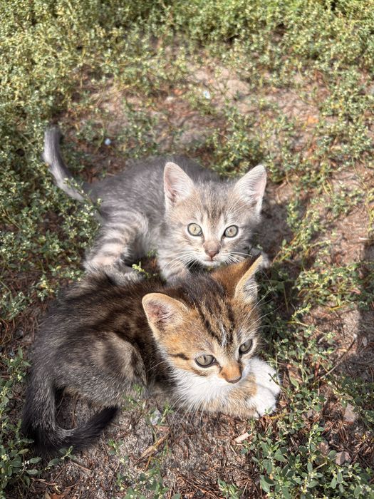 Кошеня шукає дім