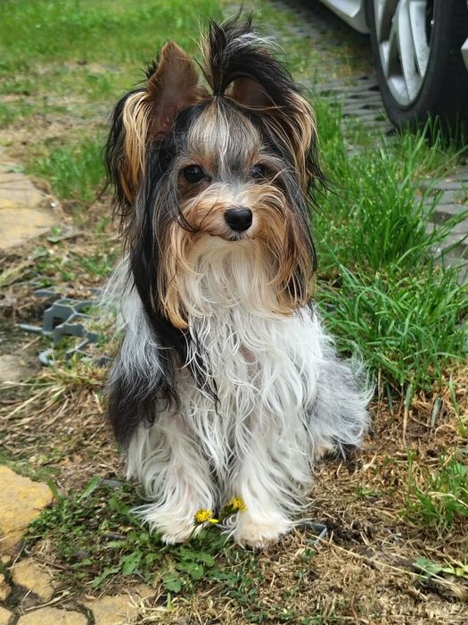 GARRY piękny piesek Yorkshire terrier Biewer