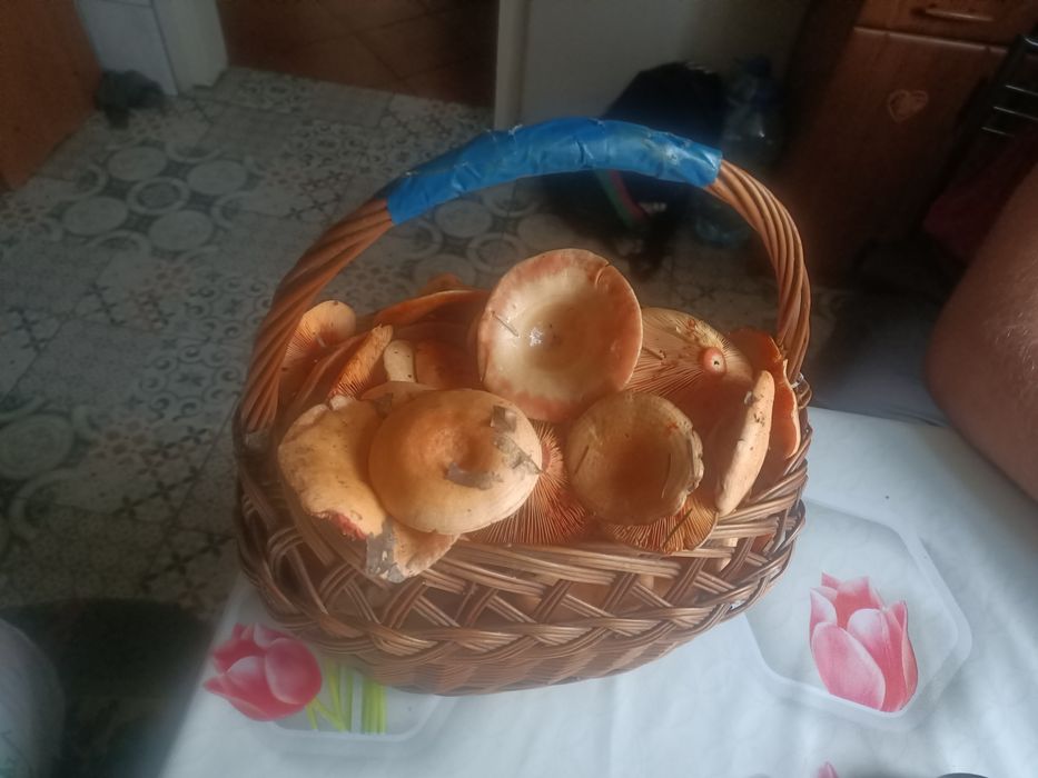 Grzyby  Rydze sprzedam
