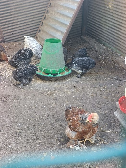 Pekins de Várias Cores