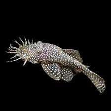 коридорас дупликариус, L-206 панак, анциструс голд и обычный