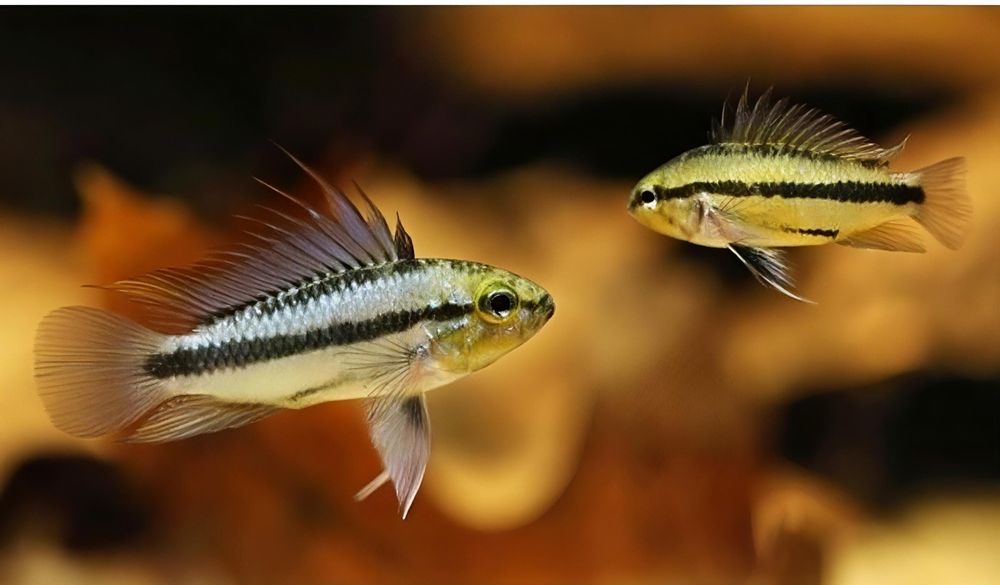 Apistogrammas trifasciata