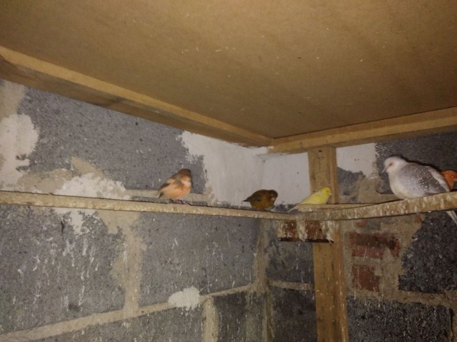 Kanarki kanarek ptaszki