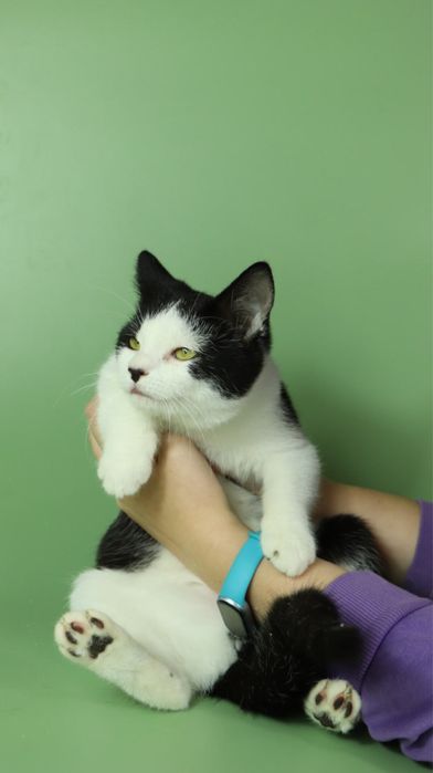 Киця, котеня 5 місяців, кошка, котики, котёнок, котята з притулку