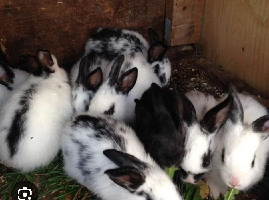 Продам кролицю вагітну , кроликів