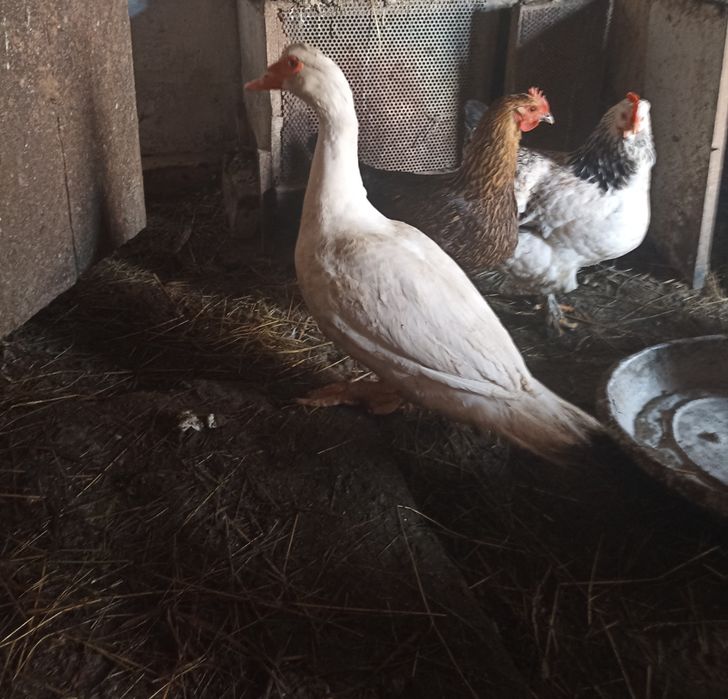 Продам молодого індокачора