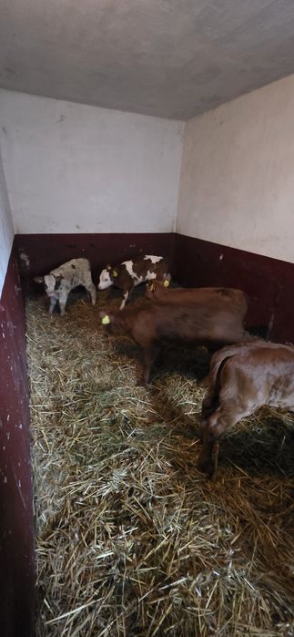 Sprzedam jałóweczki 3 tyg