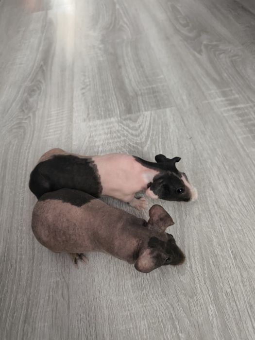 Świnki morskie samiczki 3 mies.