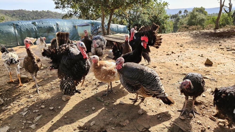 Ovos caseiros de galinha