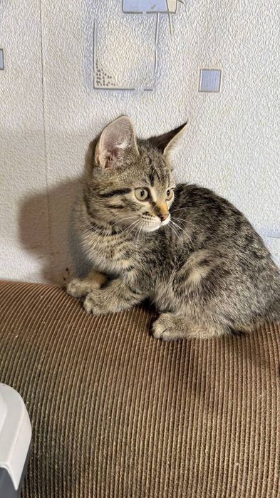 Кошенятко шукає родину